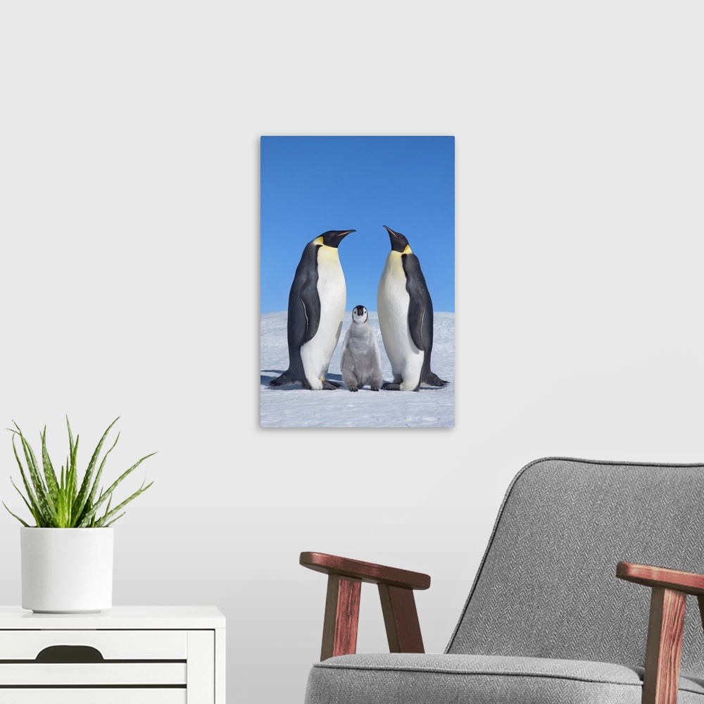 A modern room featuring Emperor penguin parents with chick. Antarctica, Antarctic Peninsula, Snowhill Island. Antarctica,...