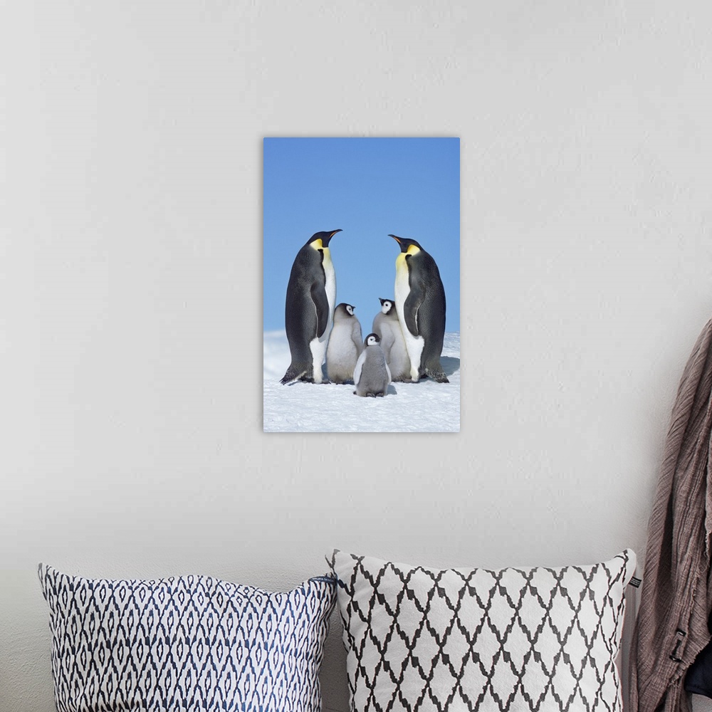 A bohemian room featuring Emperor penguin parents with chicks. Antarctica, Antarctic Peninsula, Snowhill Island. Antarctica...