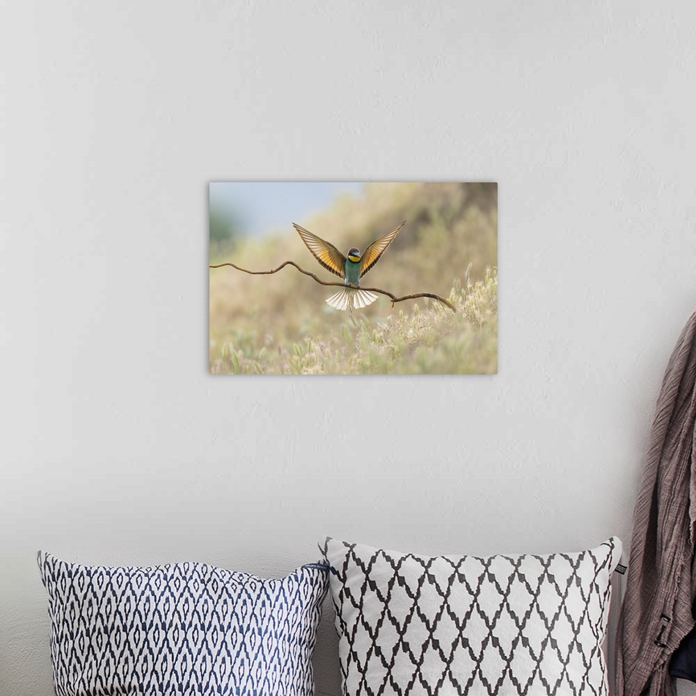 A bohemian room featuring European Bee-eater (Merops apiaster), in flight landing on perch, Bratsigovo, Bulgaria.