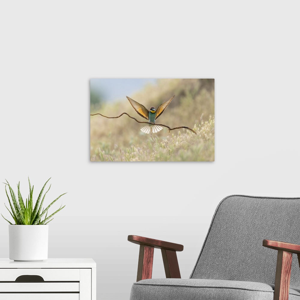 A modern room featuring European Bee-eater (Merops apiaster), in flight landing on perch, Bratsigovo, Bulgaria.