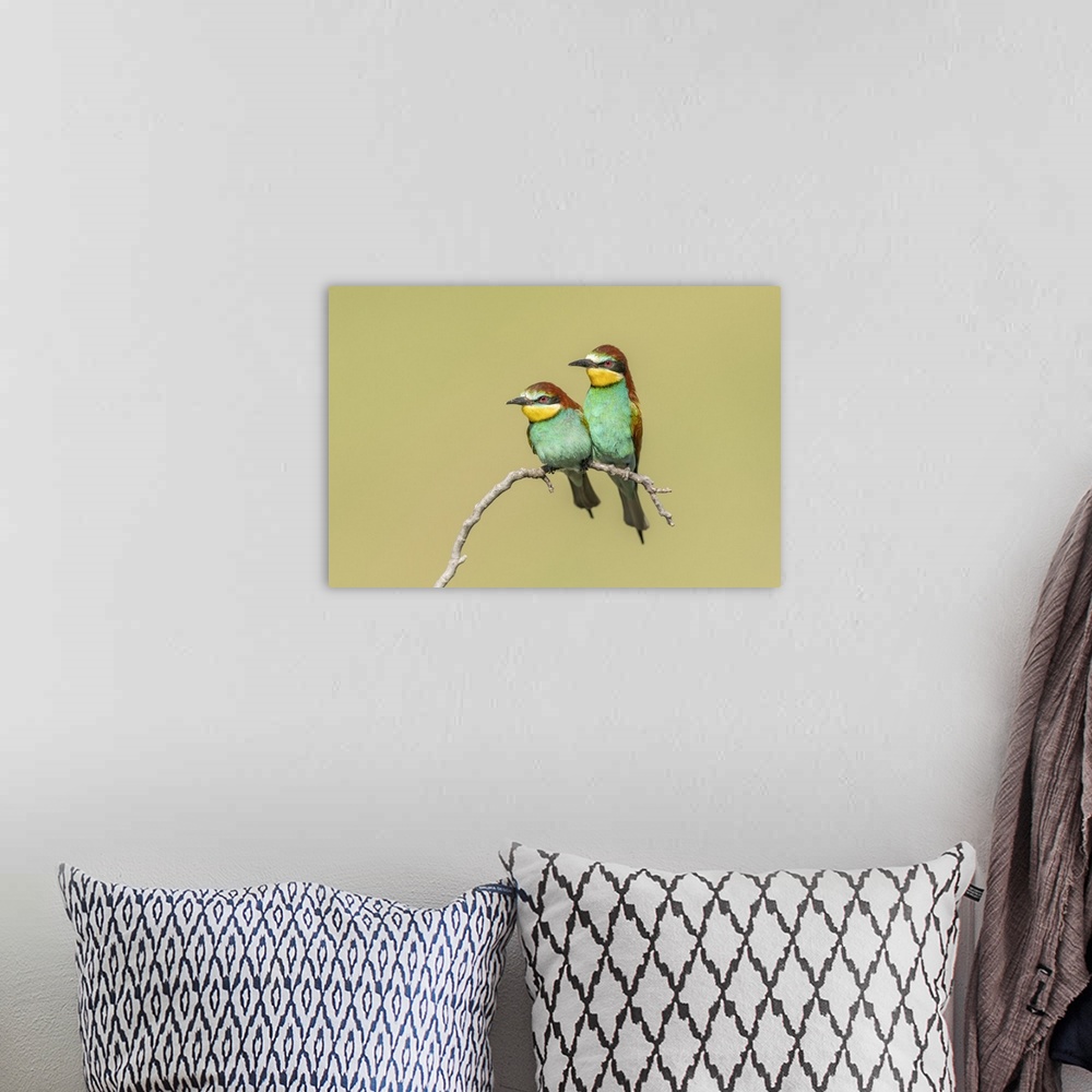 A bohemian room featuring European Bee-eater (Merops apiaster), Pair perched close to nesting colony, Bratsigovo, Bulgaria.