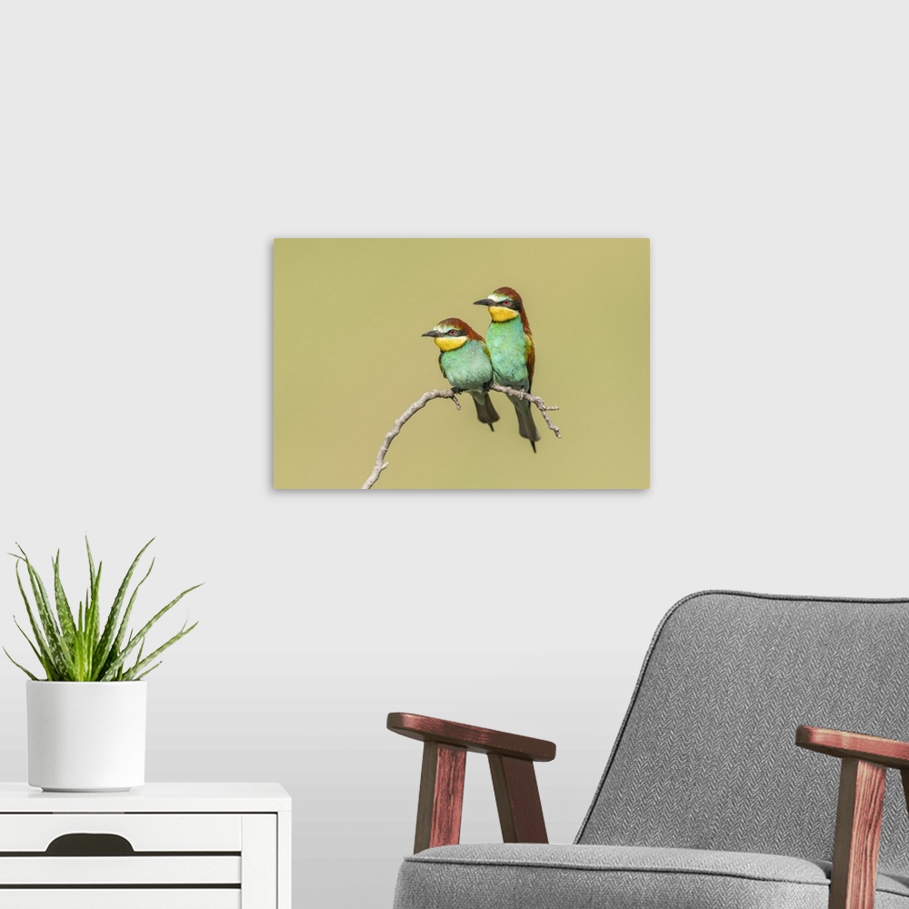 A modern room featuring European Bee-eater (Merops apiaster), Pair perched close to nesting colony, Bratsigovo, Bulgaria.