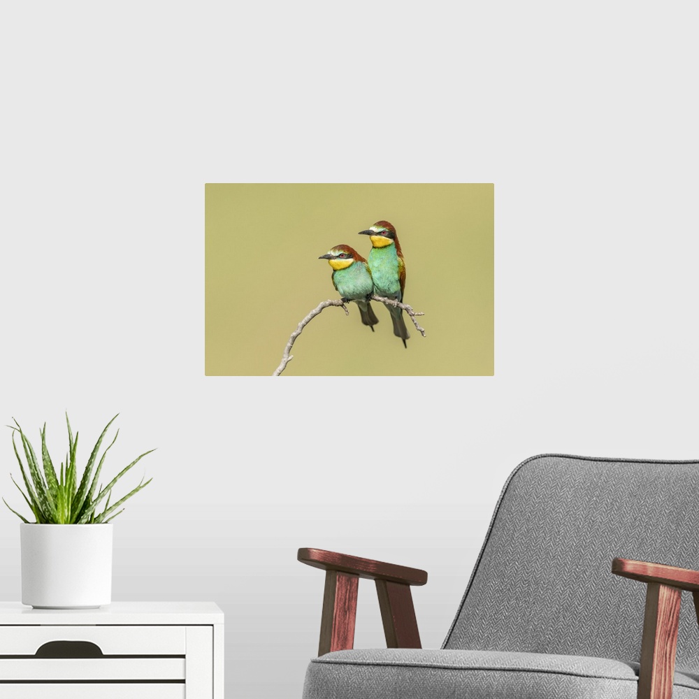 A modern room featuring European Bee-eater (Merops apiaster), Pair perched close to nesting colony, Bratsigovo, Bulgaria.