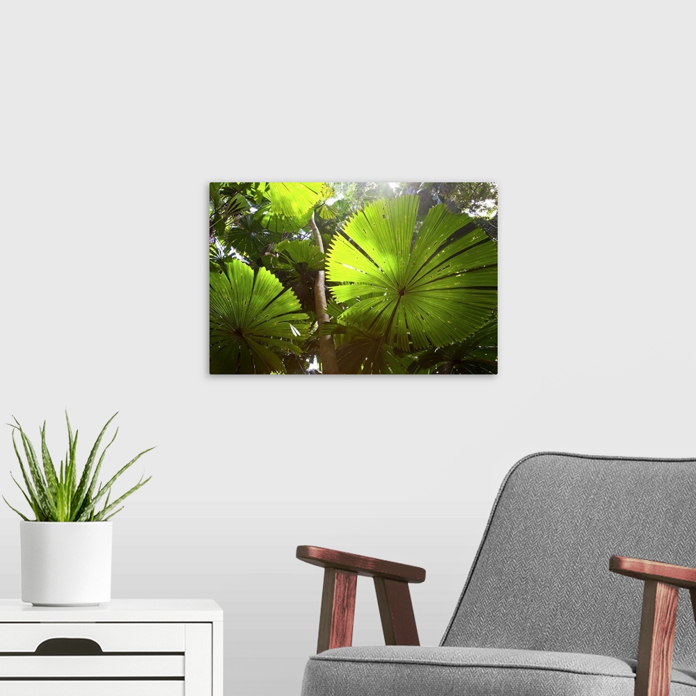 A modern room featuring Fan Palm in the Daintree Rainforest North Queensland Australia