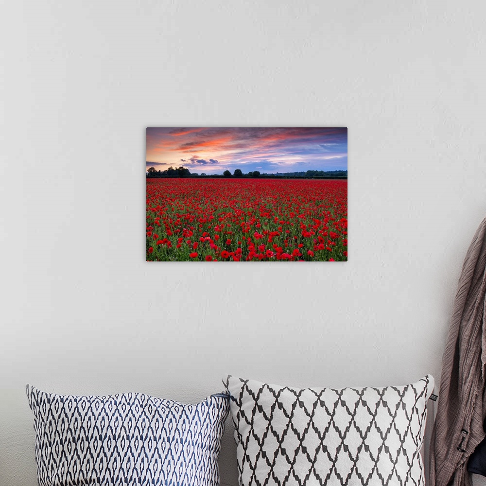 A bohemian room featuring Field of English Poppies at Sunset, Norwich, Norfolk, England