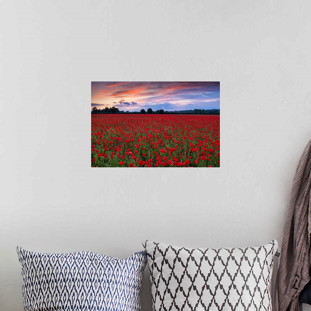 A bohemian room featuring Field of English Poppies at Sunset, Norwich, Norfolk, England