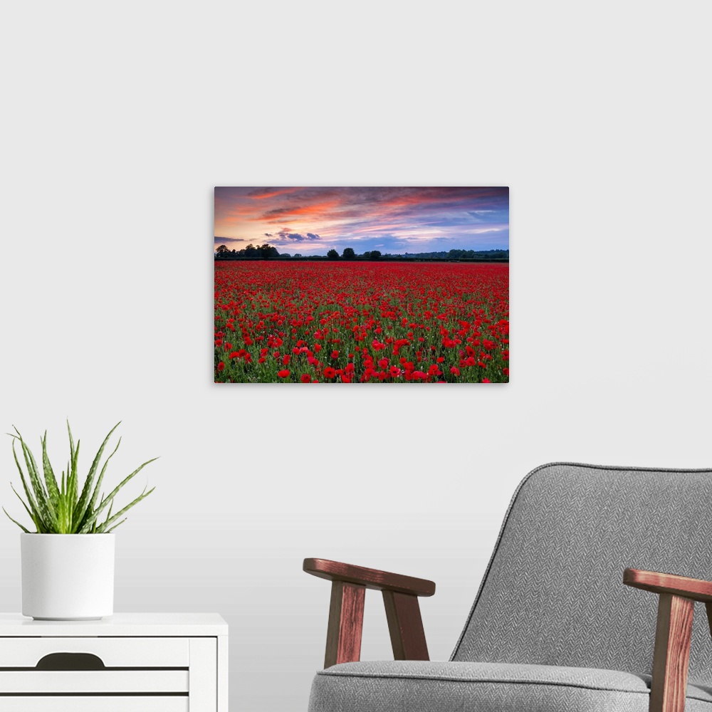 A modern room featuring Field of English Poppies at Sunset, Norwich, Norfolk, England
