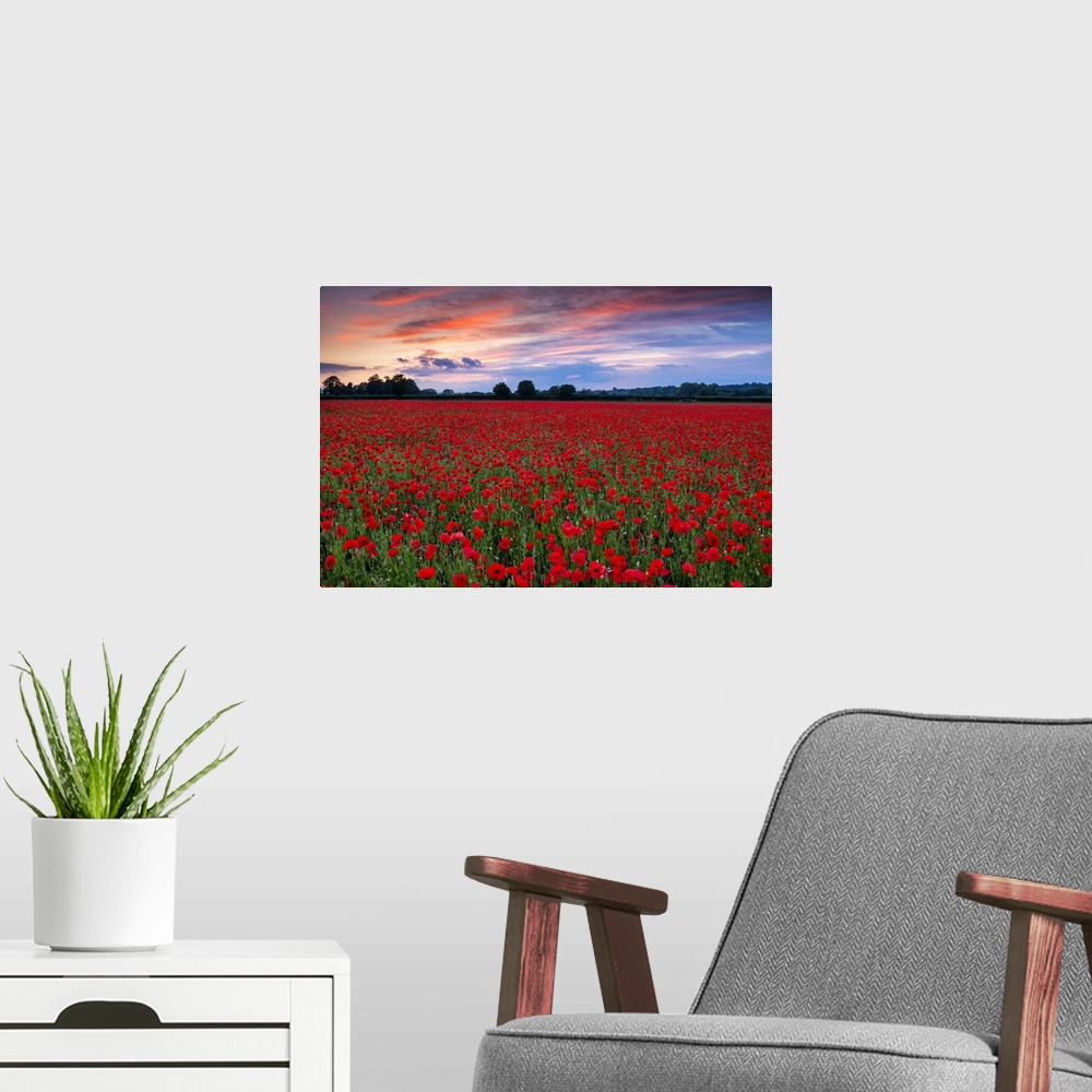 A modern room featuring Field of English Poppies at Sunset, Norwich, Norfolk, England