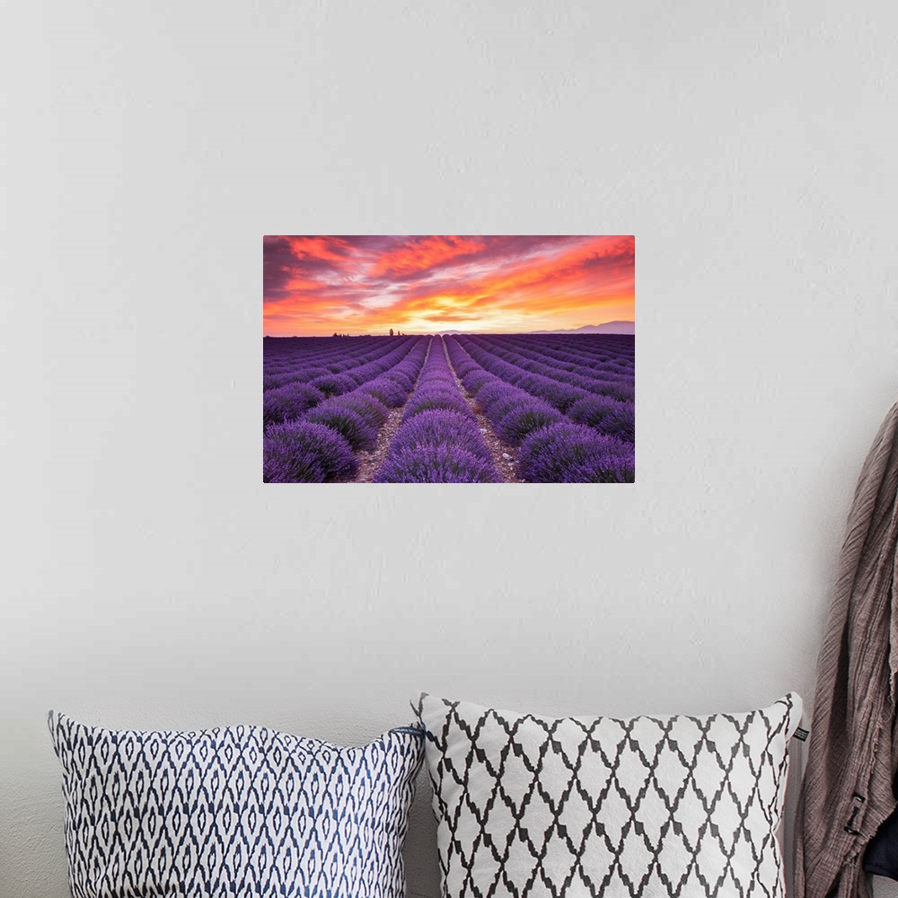 A bohemian room featuring Field Of Lavender At Sunrise, Valensole Plain, Alpes De Haute, Provence, France