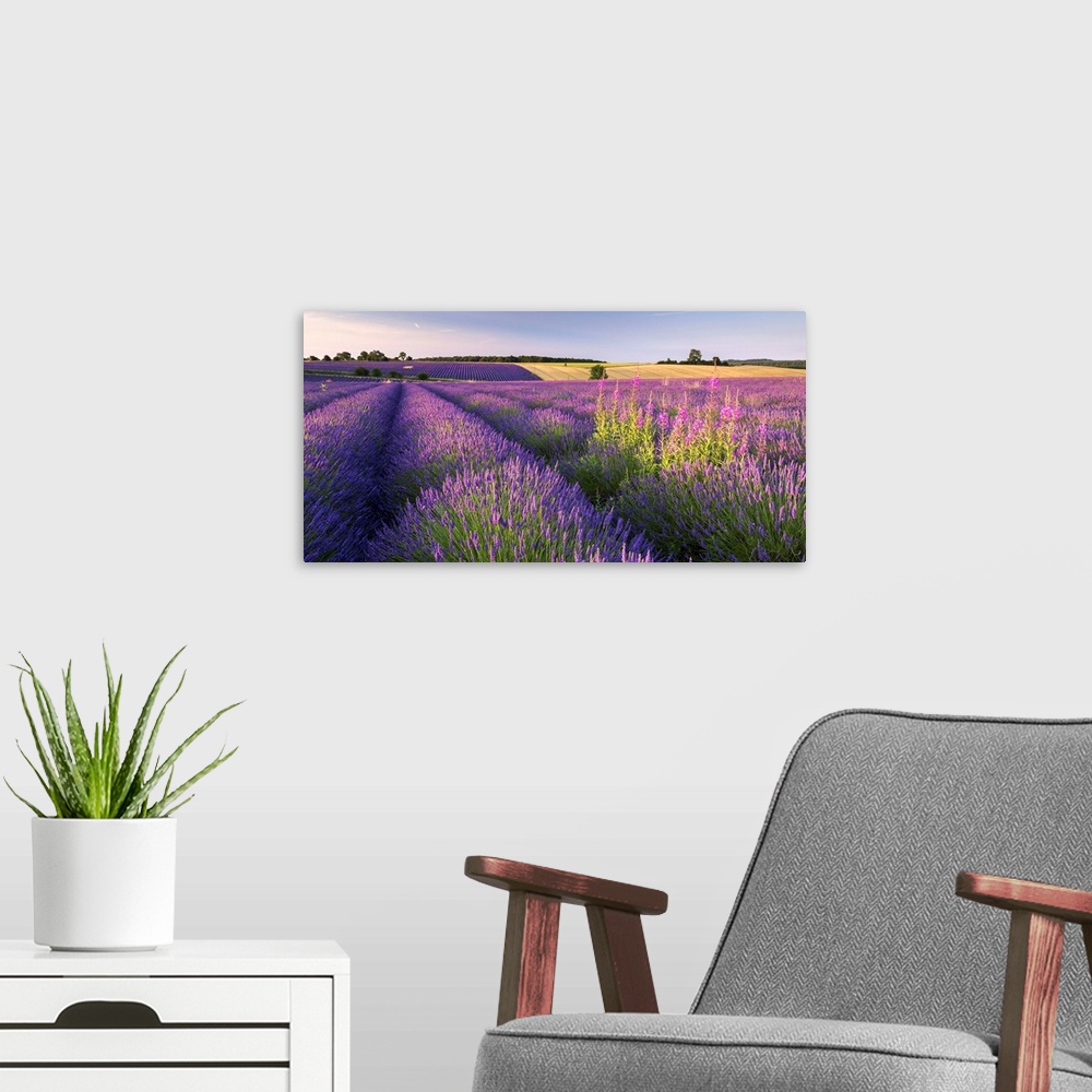 A modern room featuring Rosebay Willowherb (Chamerion angustifolium) flowering in a field of lavender, Snowshill, Cotswol...
