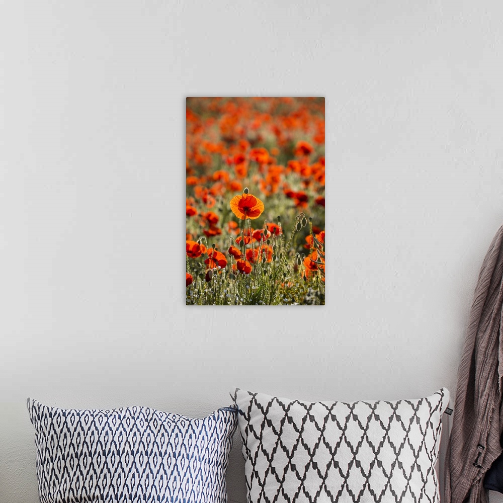 A bohemian room featuring Field of Poppies, Guildford, Surrey, England, UK