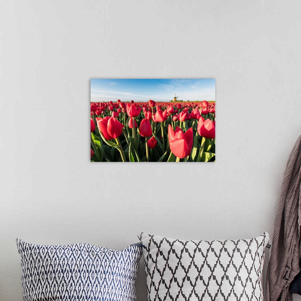 A bohemian room featuring Field Of Red Tulips And Windmill On The Background. Koggenland, North Holland Province, Netherlands.