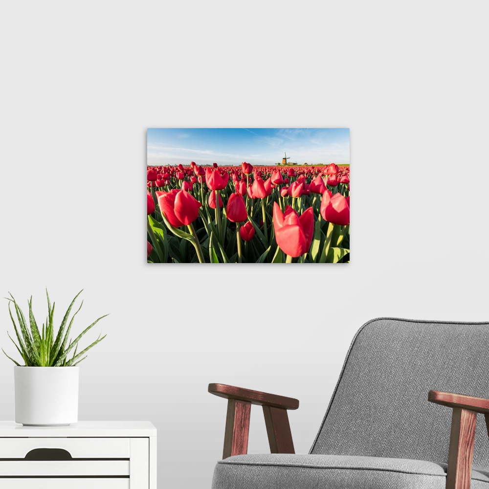 A modern room featuring Field Of Red Tulips And Windmill On The Background. Koggenland, North Holland Province, Netherlands.