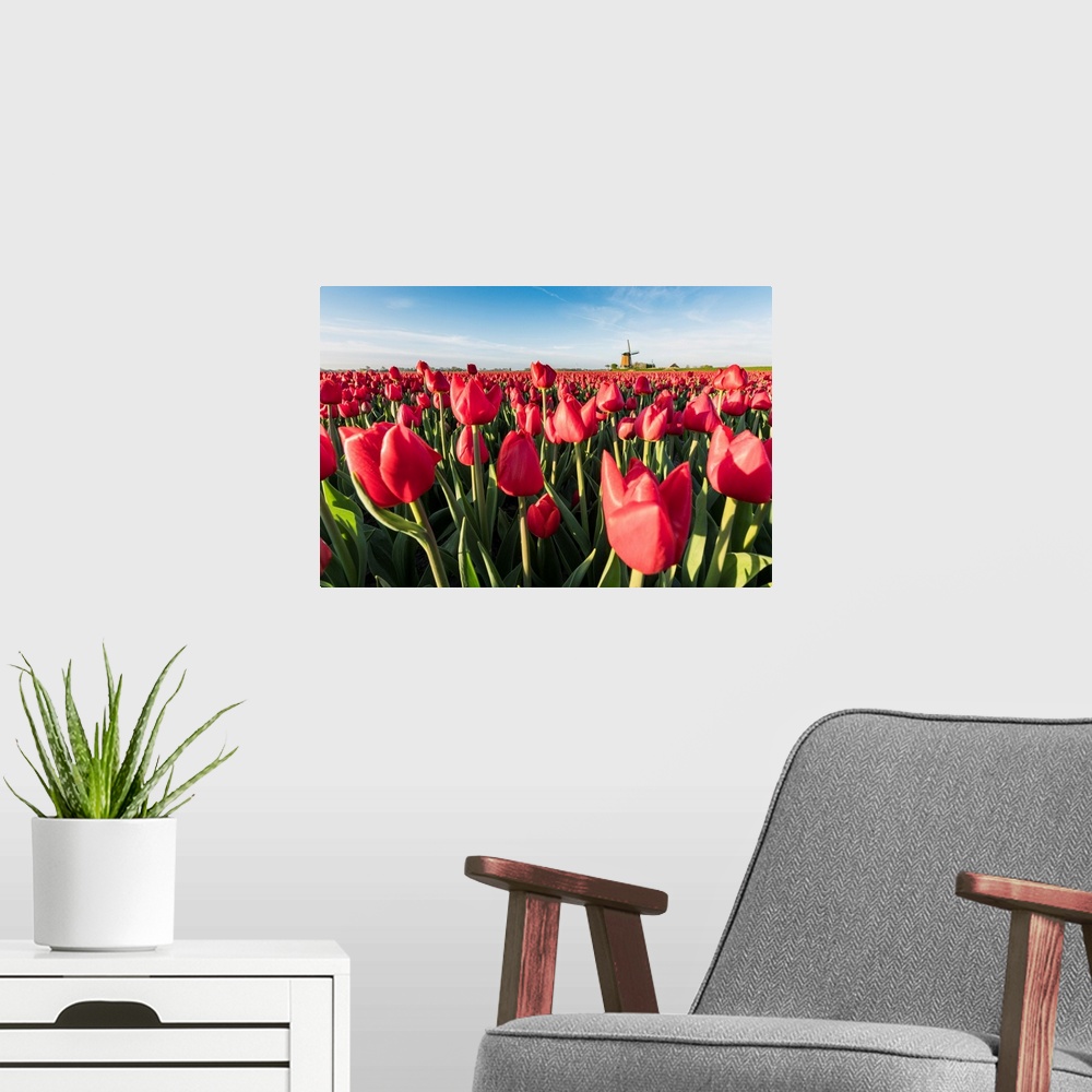 A modern room featuring Field Of Red Tulips And Windmill On The Background. Koggenland, North Holland Province, Netherlands.