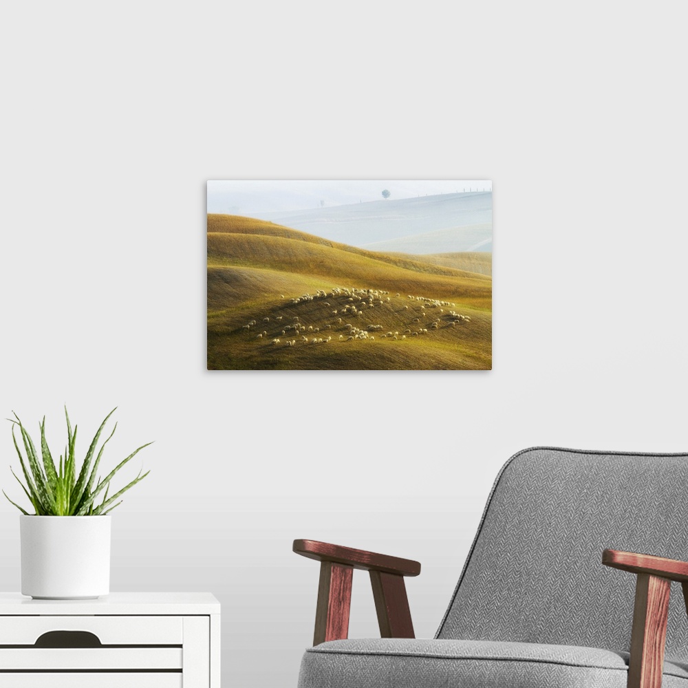 A modern room featuring Flock of sheep grazing, Val d'Orcia, Tuscany, Italy