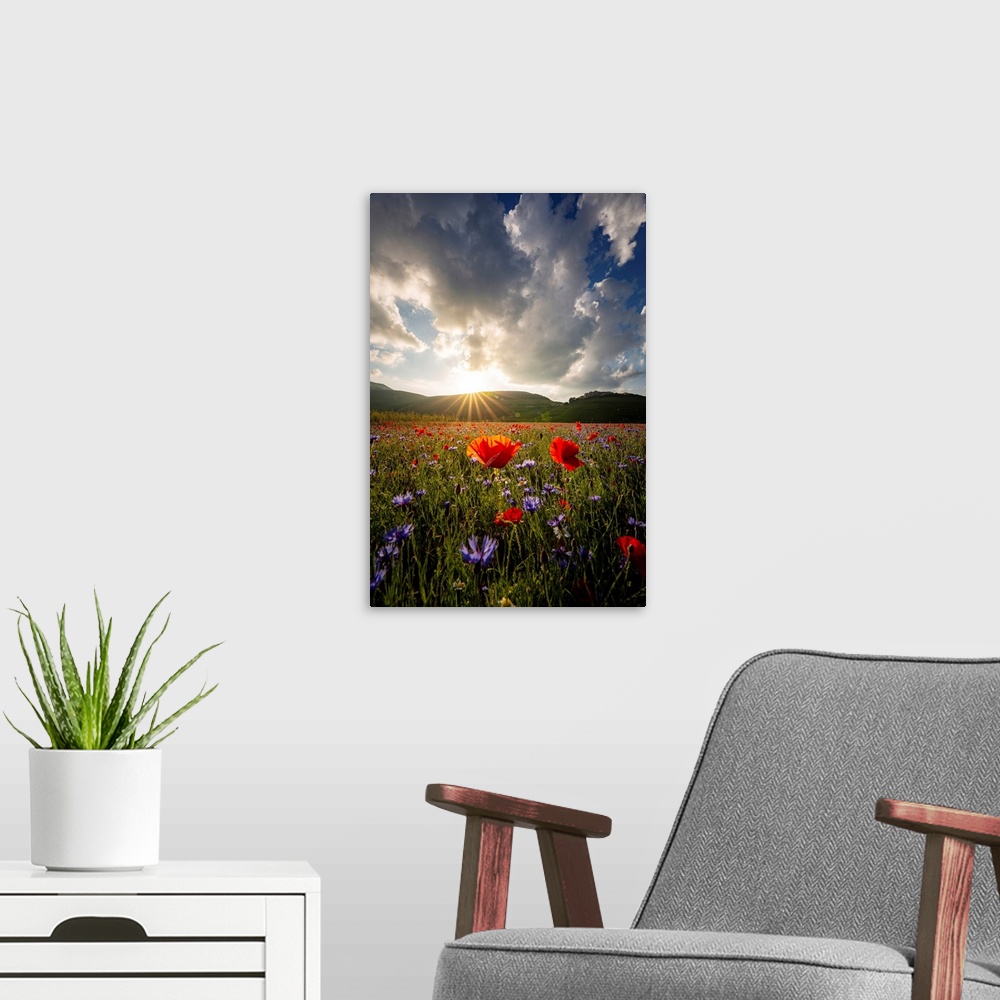 A modern room featuring Flowering at sunset in Castelluccio di Norcia, Umbria, Italy.
