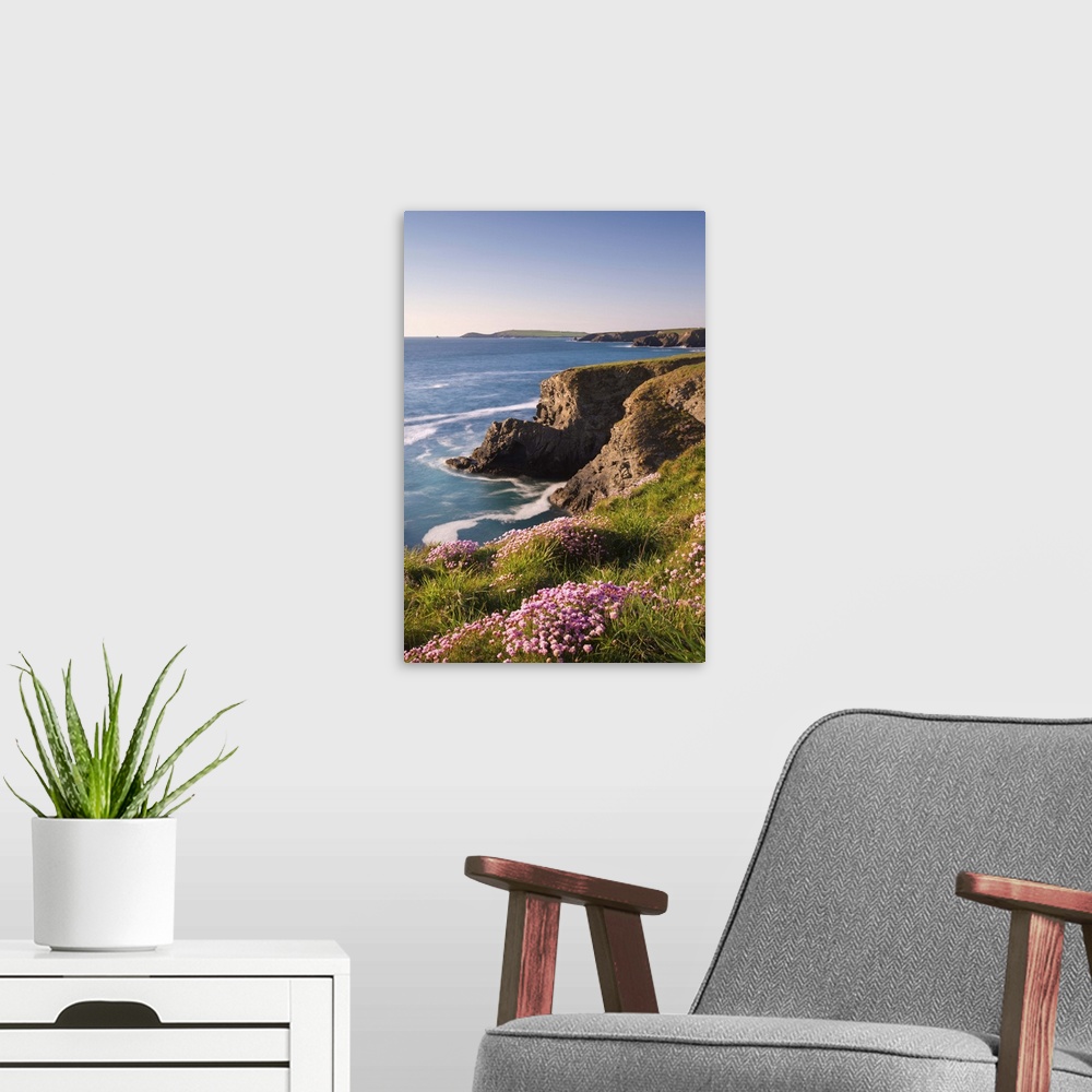 A modern room featuring Flowering Sea Thrift (Armeria maritima) on the Cornish clifftops near Porthcothan, with views to ...