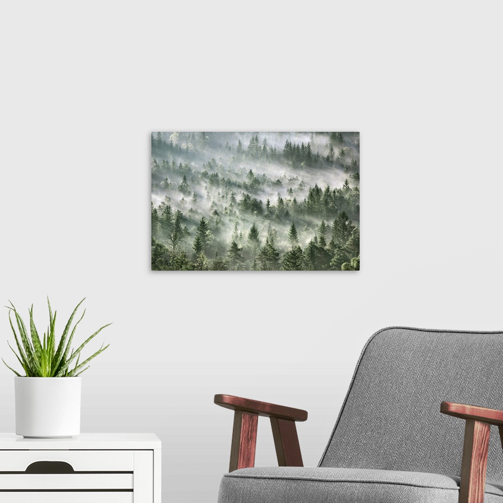 A modern room featuring Fog impression in spruce forest. Germany, Bavaria, Upper Bavaria, Bad Tolz-Wolfratshausen, Icking...