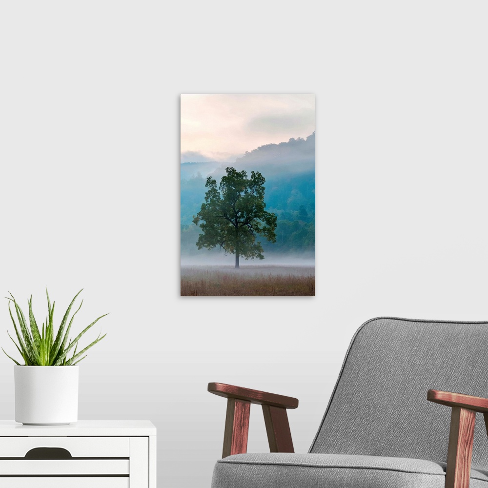 A modern room featuring United States, North Carolina, Haywood County, Waynesville. Foggy morning in Cataloochee Valley, ...