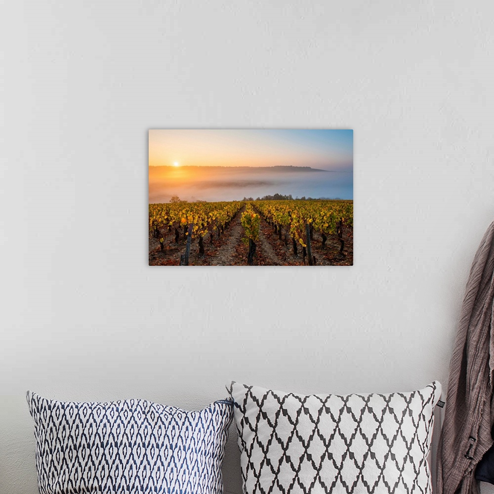 A bohemian room featuring France, Bourgogne-Franche-Comte, Burgundy, Yonne, Irancy. Vineyards at sunrise.
