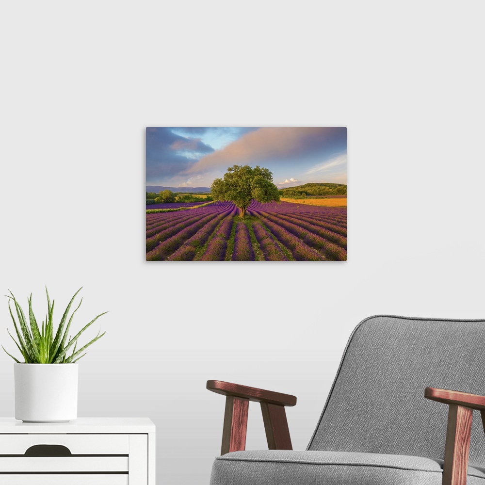 A modern room featuring France, Haute Provence, Provence, Sault Plateau, Rows of lavender and single tree