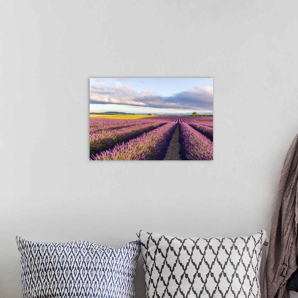 A bohemian room featuring France, Provence Alps Cote d'Azur, Haute Provence, Plateau of Valensole. Lavender field in full b...