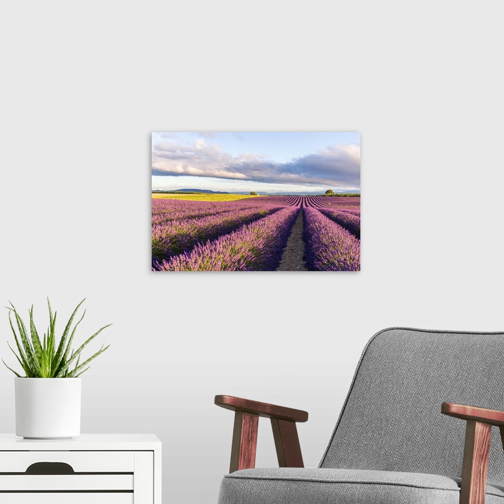 A modern room featuring France, Provence Alps Cote d'Azur, Haute Provence, Plateau of Valensole. Lavender field in full b...
