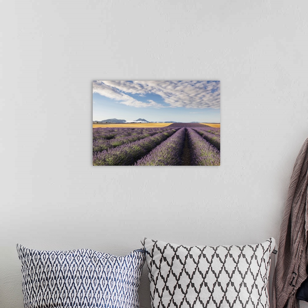 A bohemian room featuring France, Provence Alps Cote d'Azur, Haute Provence, Valensole plateau, rows of lavender and a fiel...