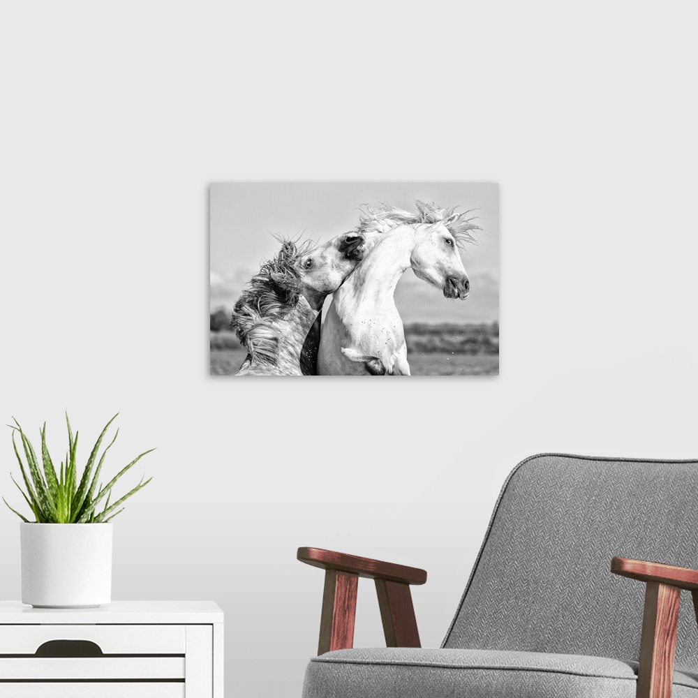 A modern room featuring France, Provence, Camargue, Two male horses sparring