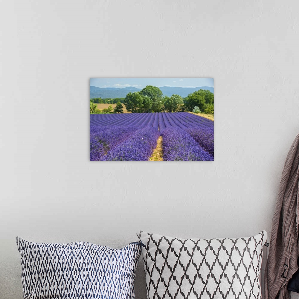 A bohemian room featuring Europe, France, Provence, Gordes, Lavender fields.