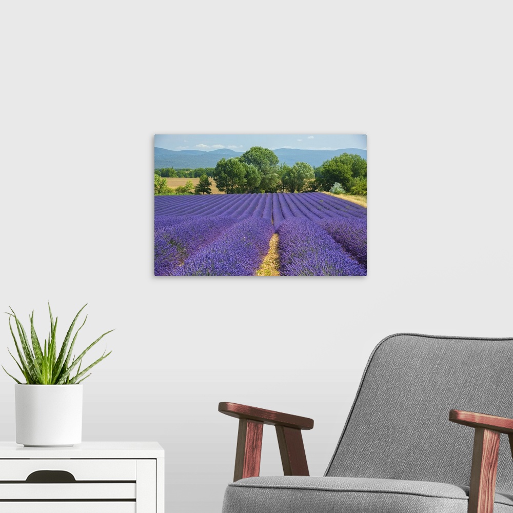 A modern room featuring Europe, France, Provence, Gordes, Lavender fields.