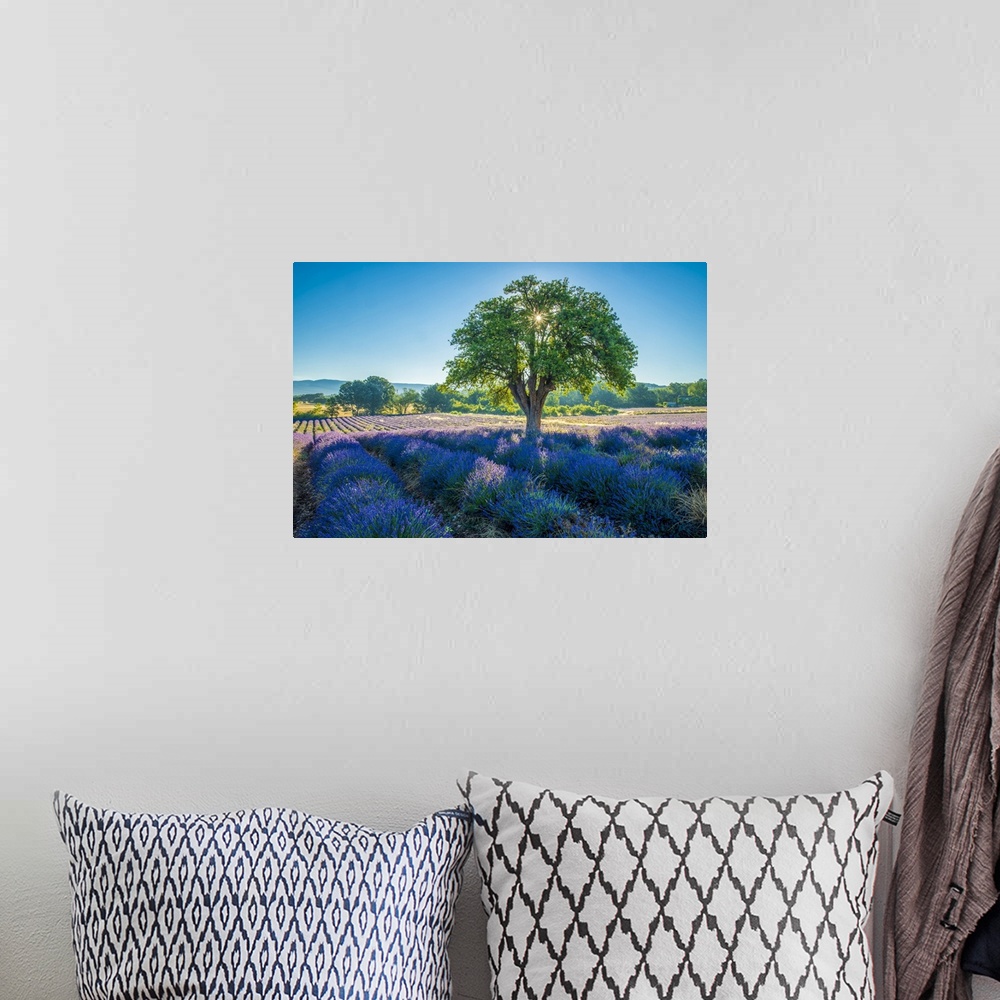 A bohemian room featuring France, Provence, Lavender field and tree