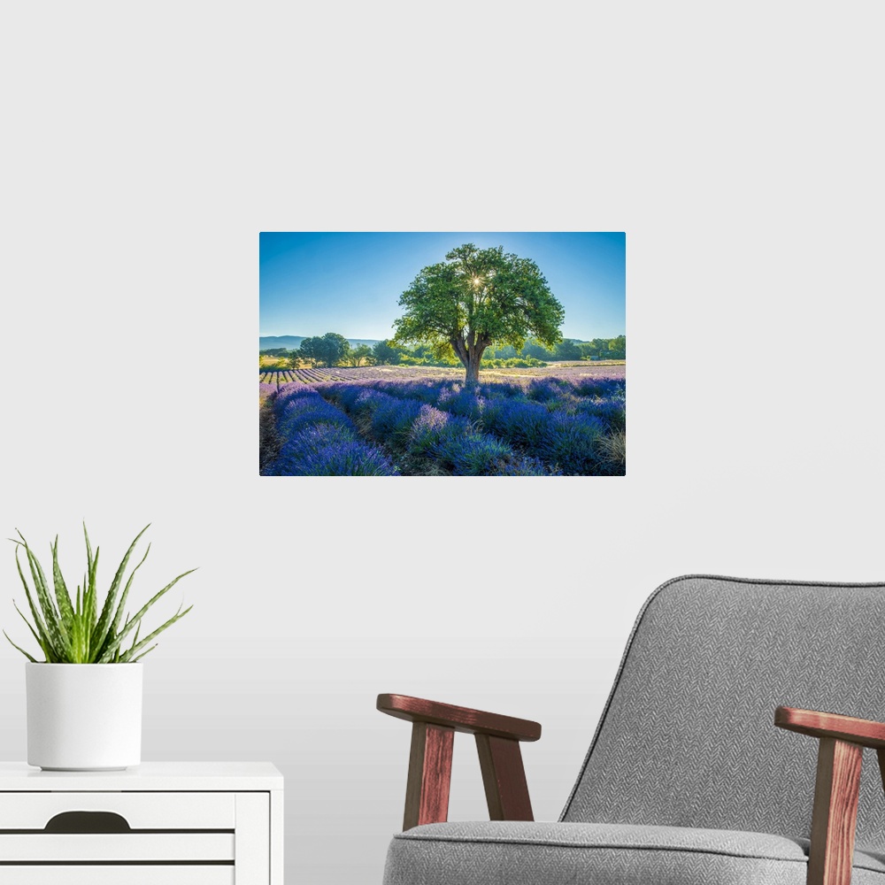 A modern room featuring France, Provence, Lavender field and tree