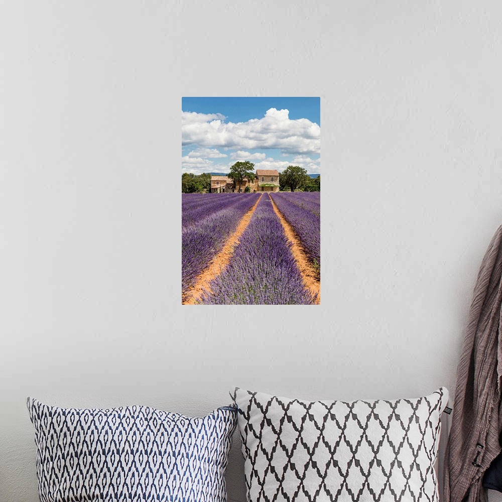 A bohemian room featuring France, Provence Alps Cote d'Azur, Haute Provence, old stone house & rows of lavender near Roussi...