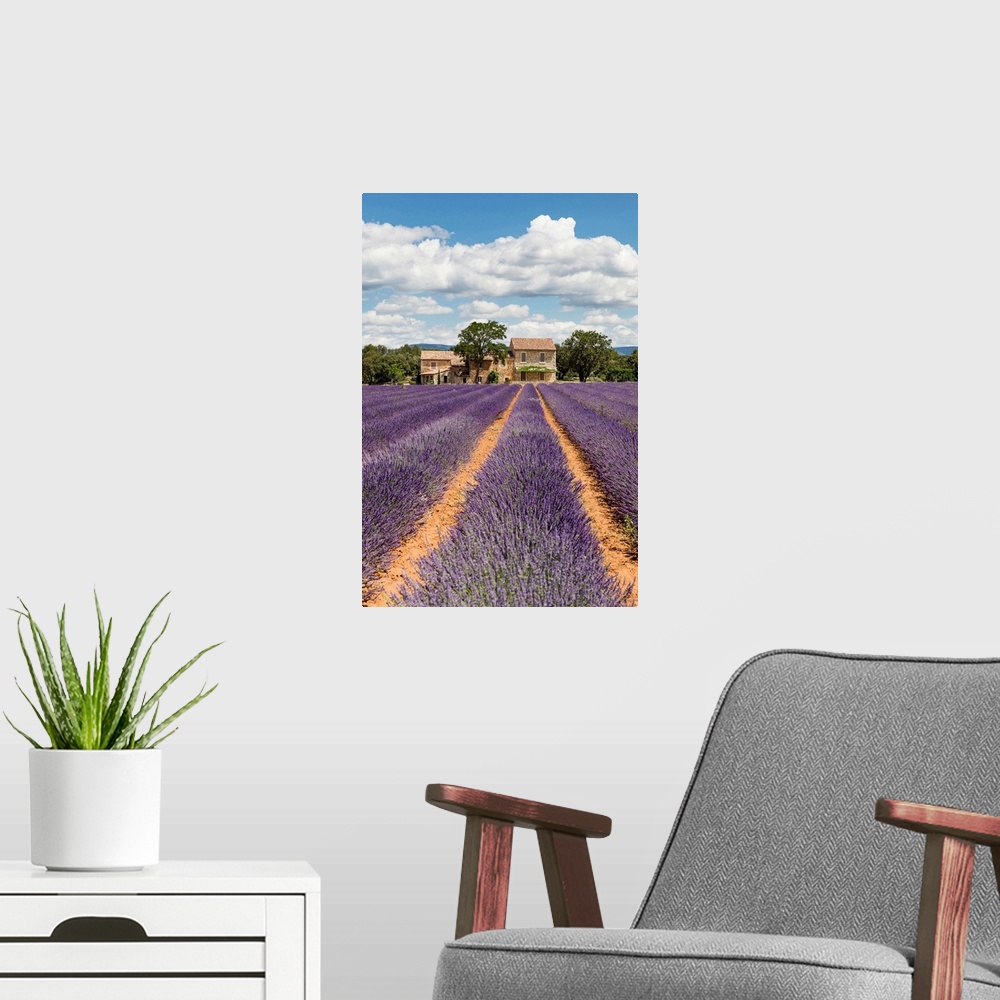 A modern room featuring France, Provence Alps Cote d'Azur, Haute Provence, old stone house & rows of lavender near Roussi...