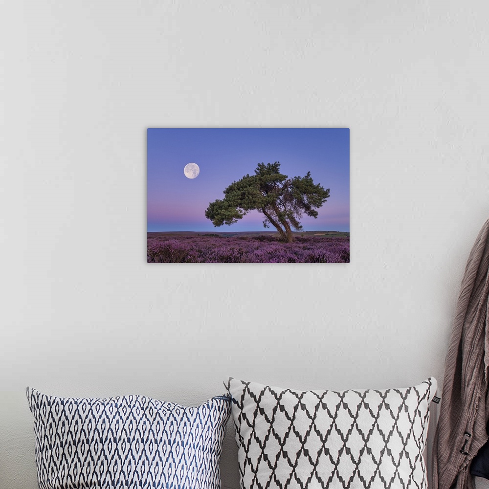 A bohemian room featuring Full Moon & Lone Pinetree In Heather, North Yorkshire Moors, England