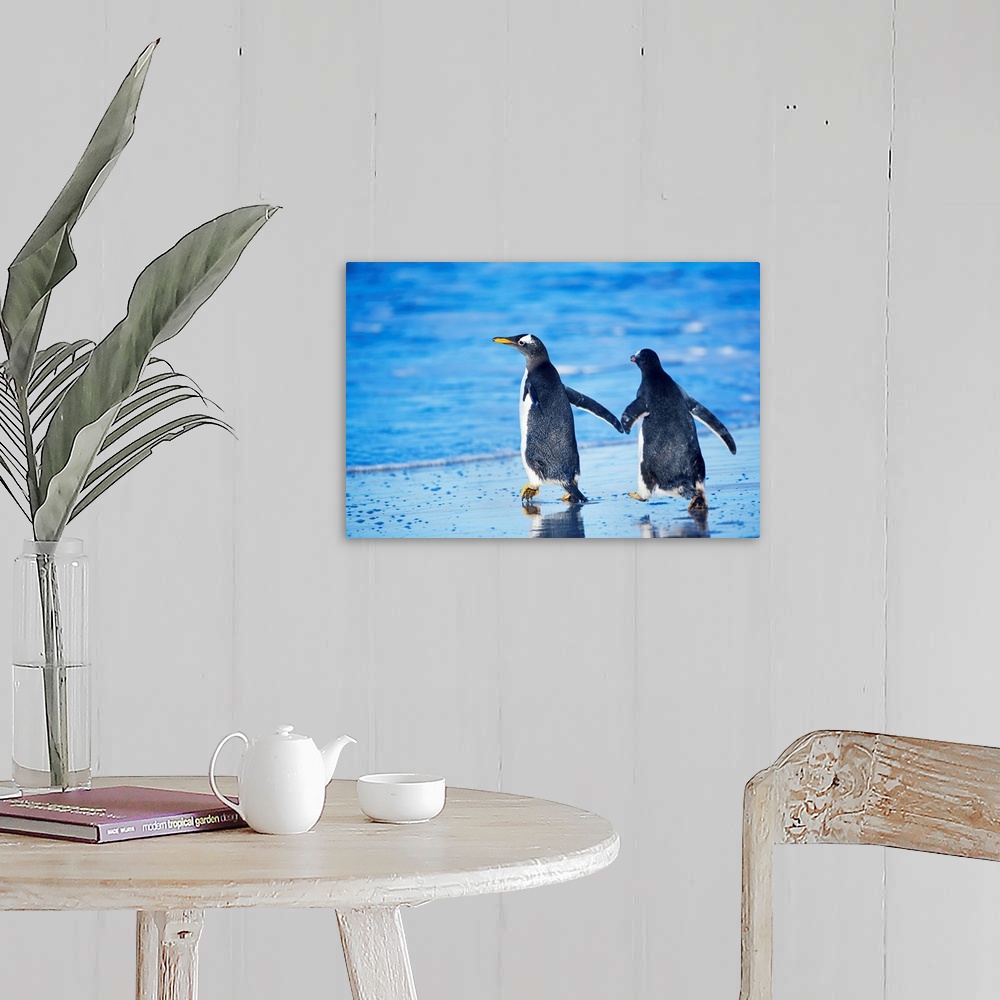 A farmhouse room featuring Gentoo penguins walking together, Sea Lion Island, Falkland Islands.