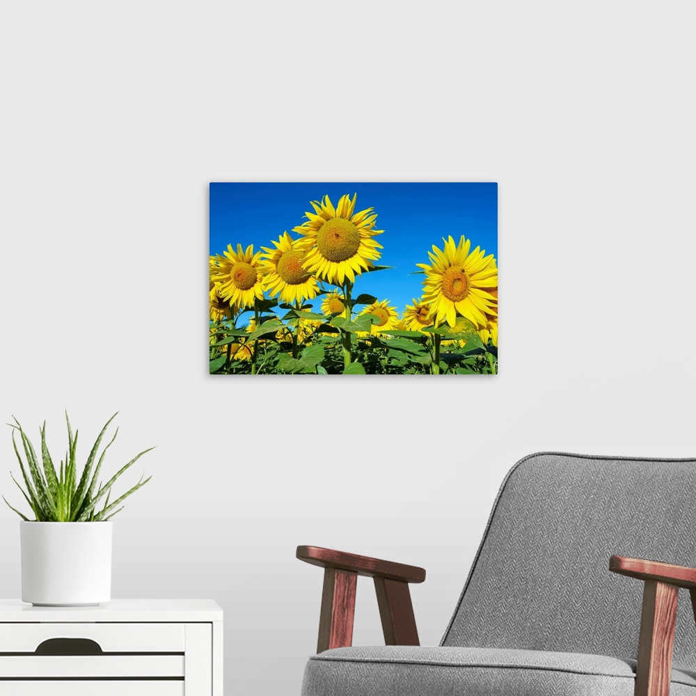 A modern room featuring Giant yellow sunflowers in full bloom, Oraison, Alpes-de-Haute-Provence, Provence-Alpes-Cote d'Az...