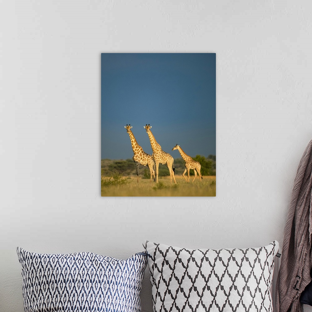 A bohemian room featuring Giraffe Herd, Kalahari Desert, Botswana