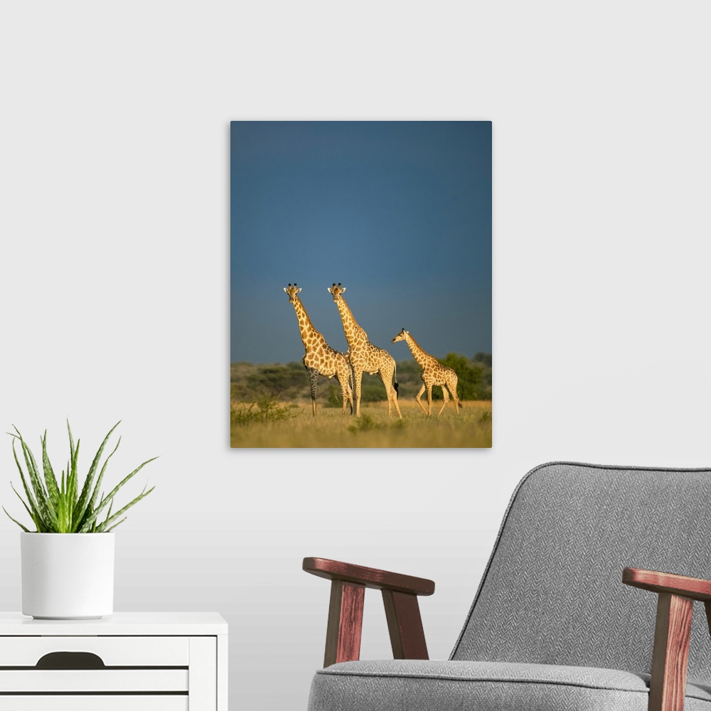 A modern room featuring Giraffe Herd, Kalahari Desert, Botswana