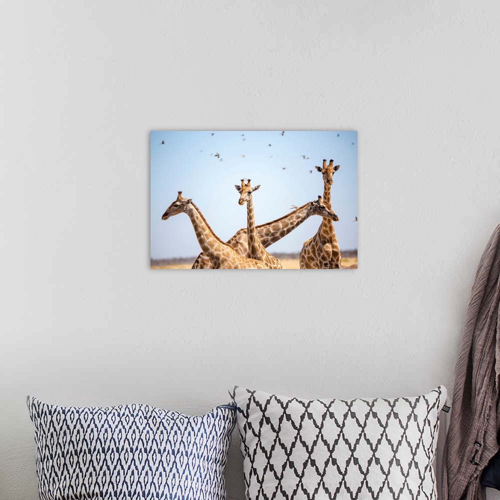 A bohemian room featuring Giraffe in Etosha, Namibia, Africa