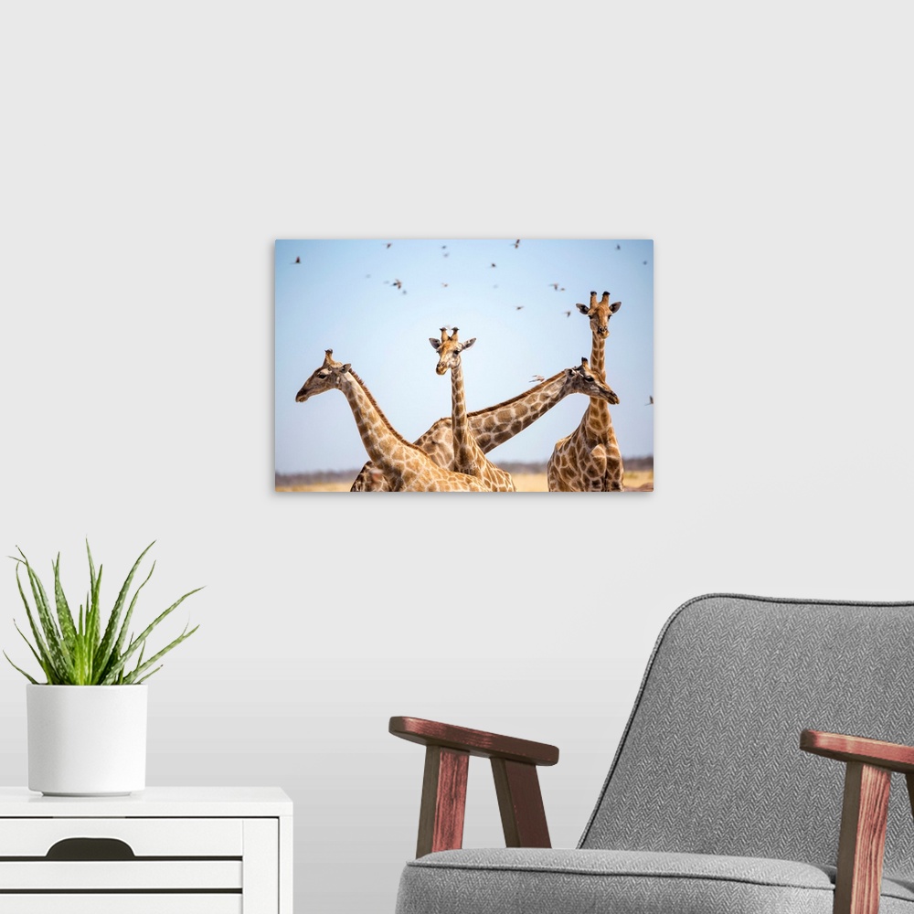 A modern room featuring Giraffe in Etosha, Namibia, Africa