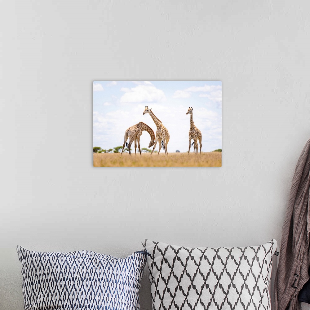 A bohemian room featuring Giraffe, Nxai Pan National Park, Botswana
