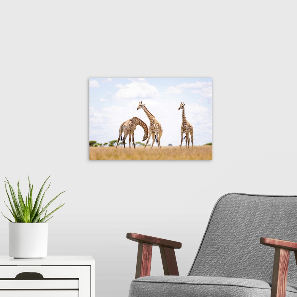 A modern room featuring Giraffe, Nxai Pan National Park, Botswana