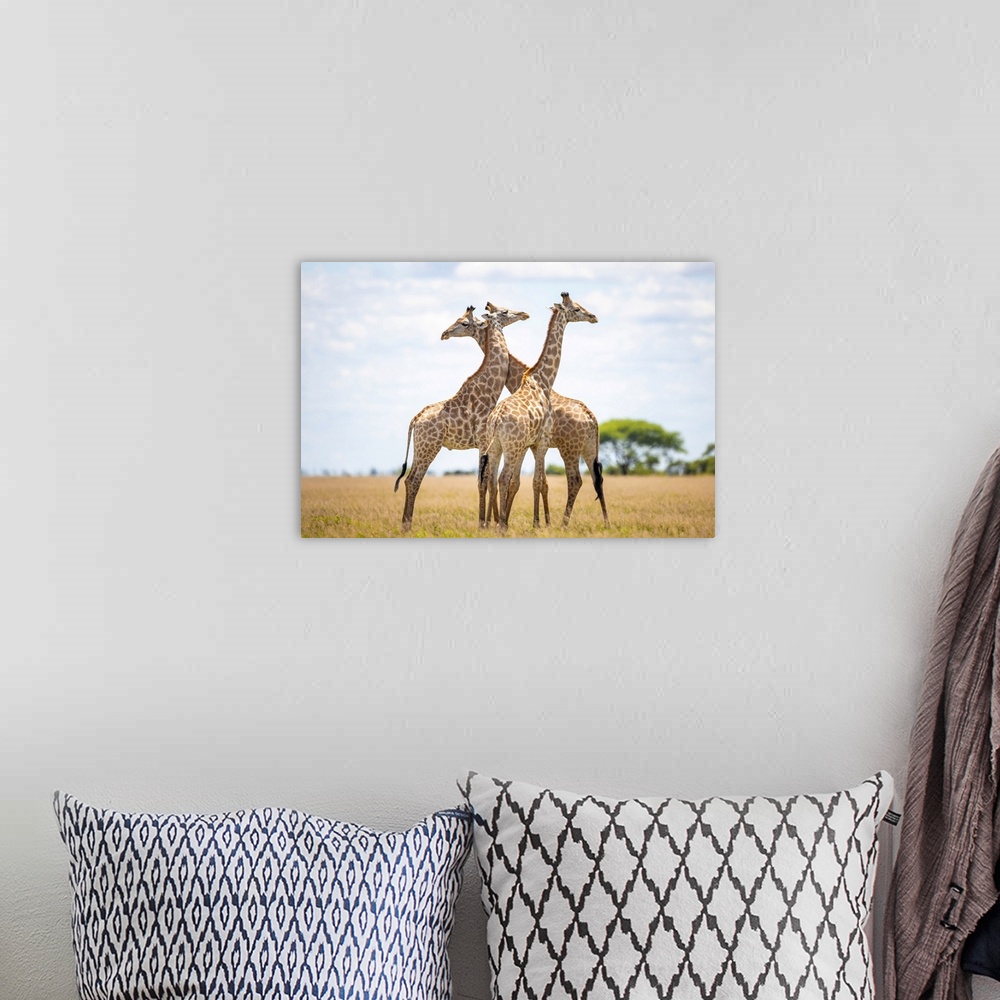 A bohemian room featuring Giraffe, Nxai Pan National Park, Botswana