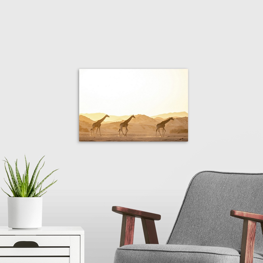 A modern room featuring Giraffe, Skeleton Coast National Park, Namibia