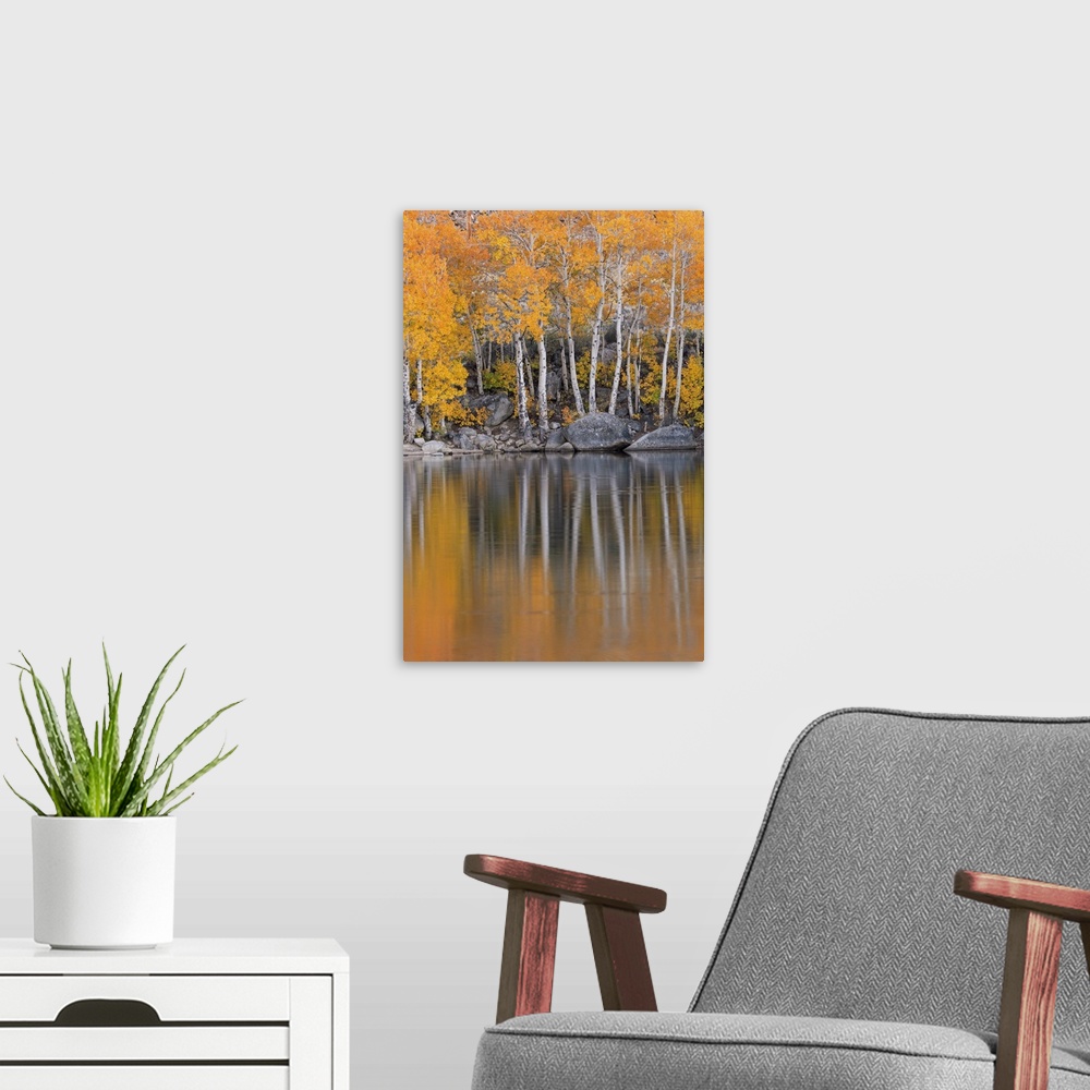 A modern room featuring Golden coloured fall foliage and reflections on the shores of Intake 2 lake in the Eastern Sierra...