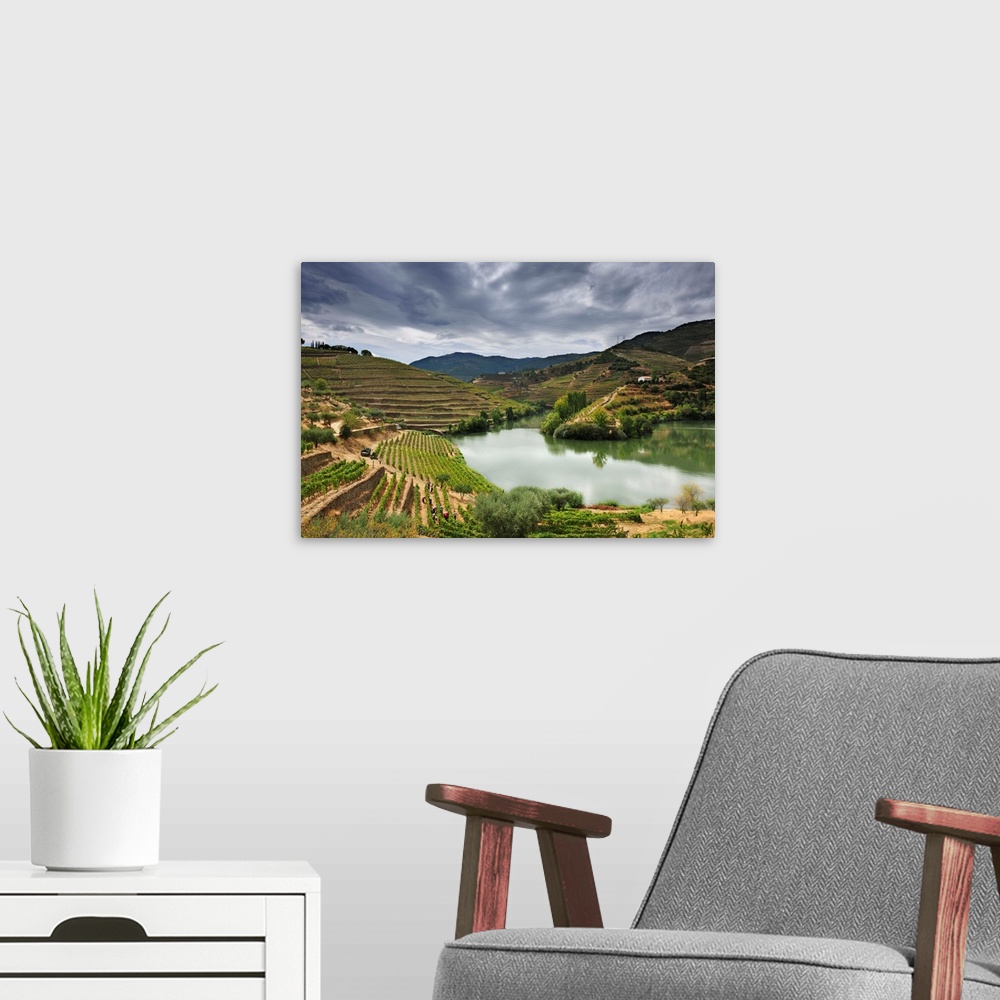 A modern room featuring Grapes harvest along the river Tedo, a tributary of the river Douro. Alto Douro, a Unesco World H...