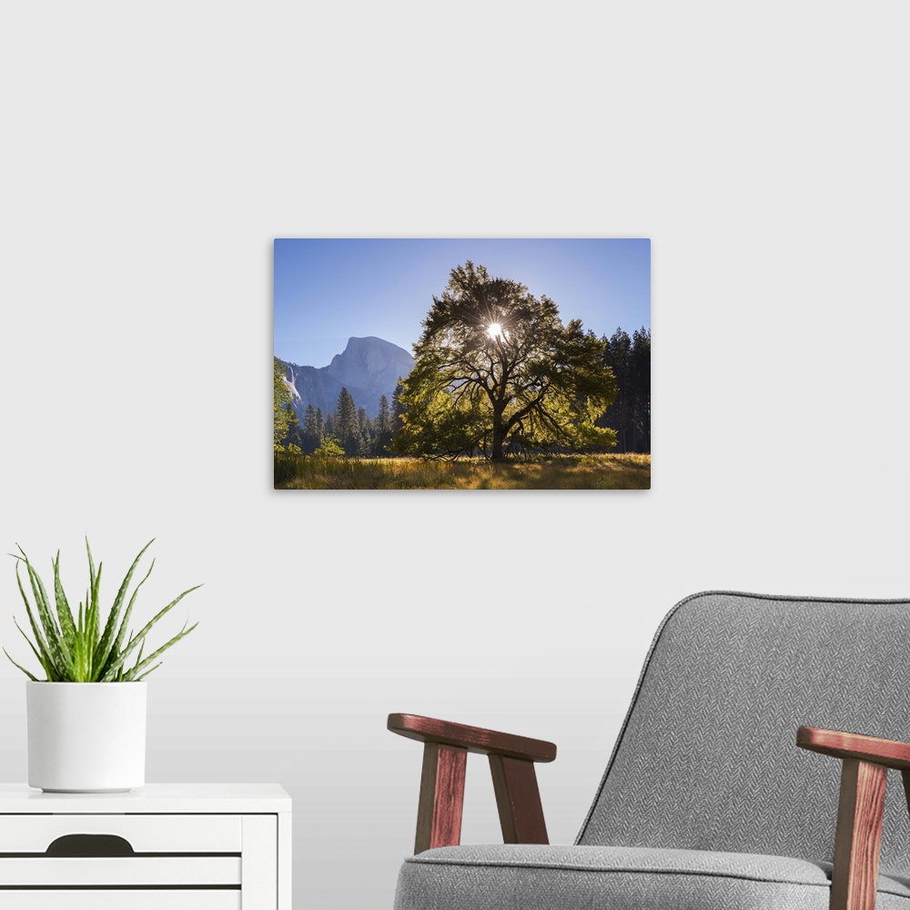 A modern room featuring Half Dome and Elm tree in Cooks Meadow, Yosemite Valley, California, USA. Autumn (October)