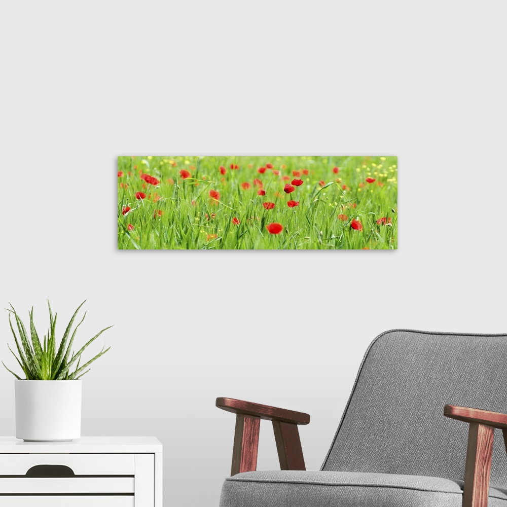 A modern room featuring Happy poppies in Valle de Orcia, Tuscany, Italy